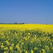 Attēlu rezultāti vaicājumam “Brassica napus flower”