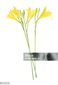 Attēlu rezultāti vaicājumam “Tragopogon heterospermus flower”