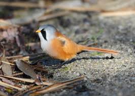 Attēlu rezultāti vaicājumam “Panurus biarmicus male”