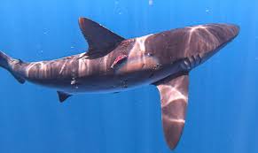 Image result for Carcharhinus falciformis