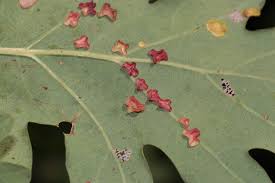 Attēlu rezultāti vaicājumam “Neuroterus albipes”