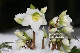 Image result for Nieswurz