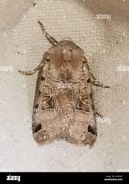 Attēlu rezultāti vaicājumam “Agrochola litura”