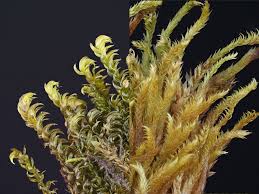 Attēlu rezultāti vaicājumam “Hygrohypnum luridum”