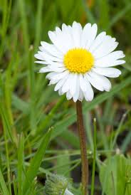 Attēlu rezultāti vaicājumam “Bellis perennis flower”