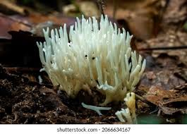 Attēlu rezultāti vaicājumam “Ramariopsis crocea”