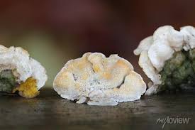 Attēlu rezultāti vaicājumam “Skeletocutis amorpha”