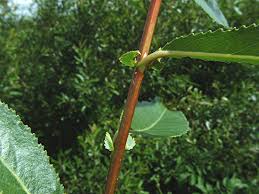 Attēlu rezultāti vaicājumam “Salix triandra”