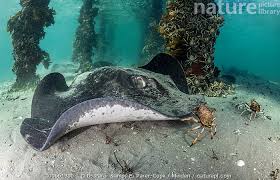 Image result for Bathytoshia brevicaudata