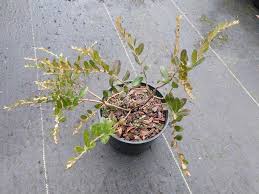 Attēlu rezultāti vaicājumam “Chamaedaphne calyculata”