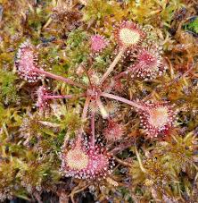 Attēlu rezultāti vaicājumam “Drosera rotundifolia”