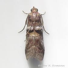 Attēlu rezultāti vaicājumam “Pyralididae”