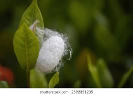 Attēlu rezultāti vaicājumam “cocoon”