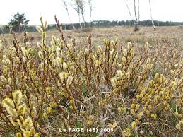 Attēlu rezultāti vaicājumam “Salix repens subsp. rosmarinifolia flower”
