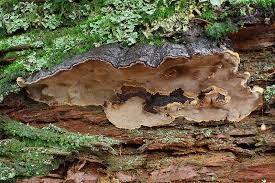 Attēlu rezultāti vaicājumam “Phellinus nigrolimitatus”