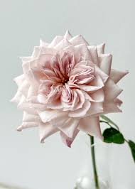 「くわばらぽてち」の画像検索結果