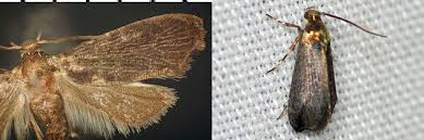 Attēlu rezultāti vaicājumam “Glyphipterigidae”