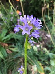 Image result for Campanula lingulata