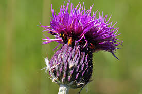 Attēlu rezultāti vaicājumam “Cirsium x rigens flower”