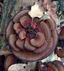 Attēlu rezultāti vaicājumam “Daedaleopsis confragosa”