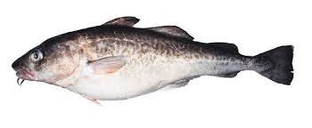 Image result for Gadus macrocephalus