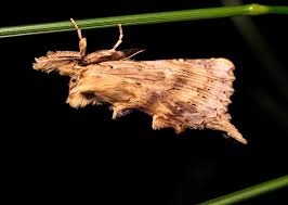 Attēlu rezultāti vaicājumam “Pterostoma palpina”