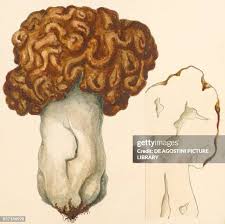 Attēlu rezultāti vaicājumam “Gyromitra esculenta”