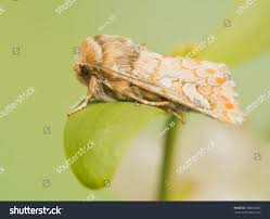 Attēlu rezultāti vaicājumam “Panolis flammea”