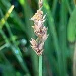 Attēlu rezultāti vaicājumam “Carex diandra fruit”