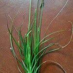 Attēlu rezultāti vaicājumam “Carex pulicaris”