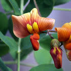 Image result for Colutea x media (arborescens x orientalis)