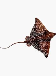 Image result for Aetobatus narinari