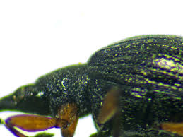 Attēlu rezultāti vaicājumam “Protapion sp.”