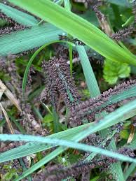 Attēlu rezultāti vaicājumam “Badhamia lilacina plasmodium”