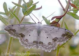 Attēlu rezultāti vaicājumam “Semioscopis avellanella imago”