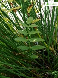 Attēlu rezultāti vaicājumam “Sium latifolium leaf”