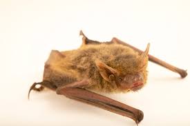 Attēlu rezultāti vaicājumam “Vespertilio murinus”