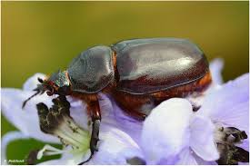Attēlu rezultāti vaicājumam “Oryctes nasicornis”