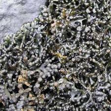 Attēlu rezultāti vaicājumam “Licea pygmaea”