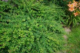 Attēlu rezultāti vaicājumam “Symphoricarpos x chenaultii”