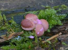 Attēlu rezultāti vaicājumam “Lycogala confusum macro”