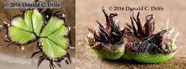 Attēlu rezultāti vaicājumam “Ricciocarpos natans”