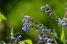 Attēlu rezultāti vaicājumam “Symphytum asperum flower”