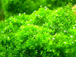 Attēlu rezultāti vaicājumam “Riccardia chamaedryfolia”