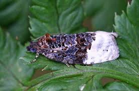 Attēlu rezultāti vaicājumam “Apotomis betuletana”