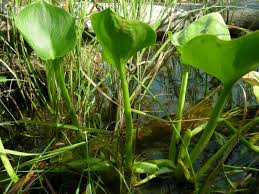Attēlu rezultāti vaicājumam “Calla palustris flower”