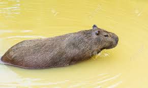 Attēlu rezultāti vaicājumam “Hydrochoerus hydrochaeris”