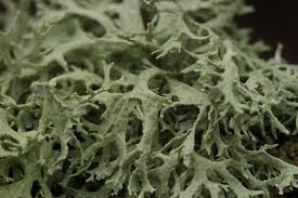 Attēlu rezultāti vaicājumam “Evernia prunastri”