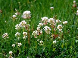 Attēlu rezultāti vaicājumam “Trifolium hybridum flower”