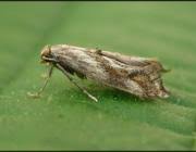 Attēlu rezultāti vaicājumam “Epermenia falciformis”